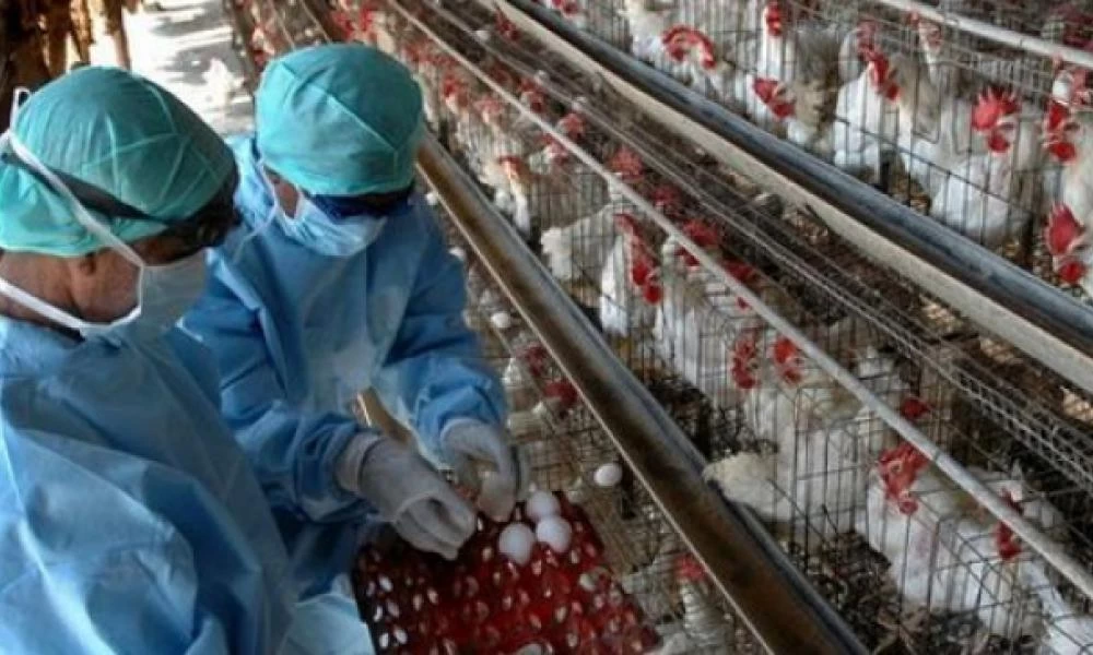 Παγκόσμιος συναγερμός: Η Ρωσία ανέφερε περιστατικό ανθρώπινης μόλυνσης με την γρίπη των πτηνών